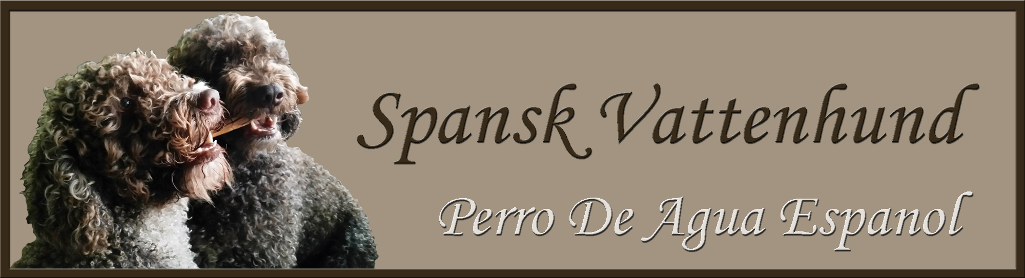 Spansk vattenhund. Perro De Agua Espanol